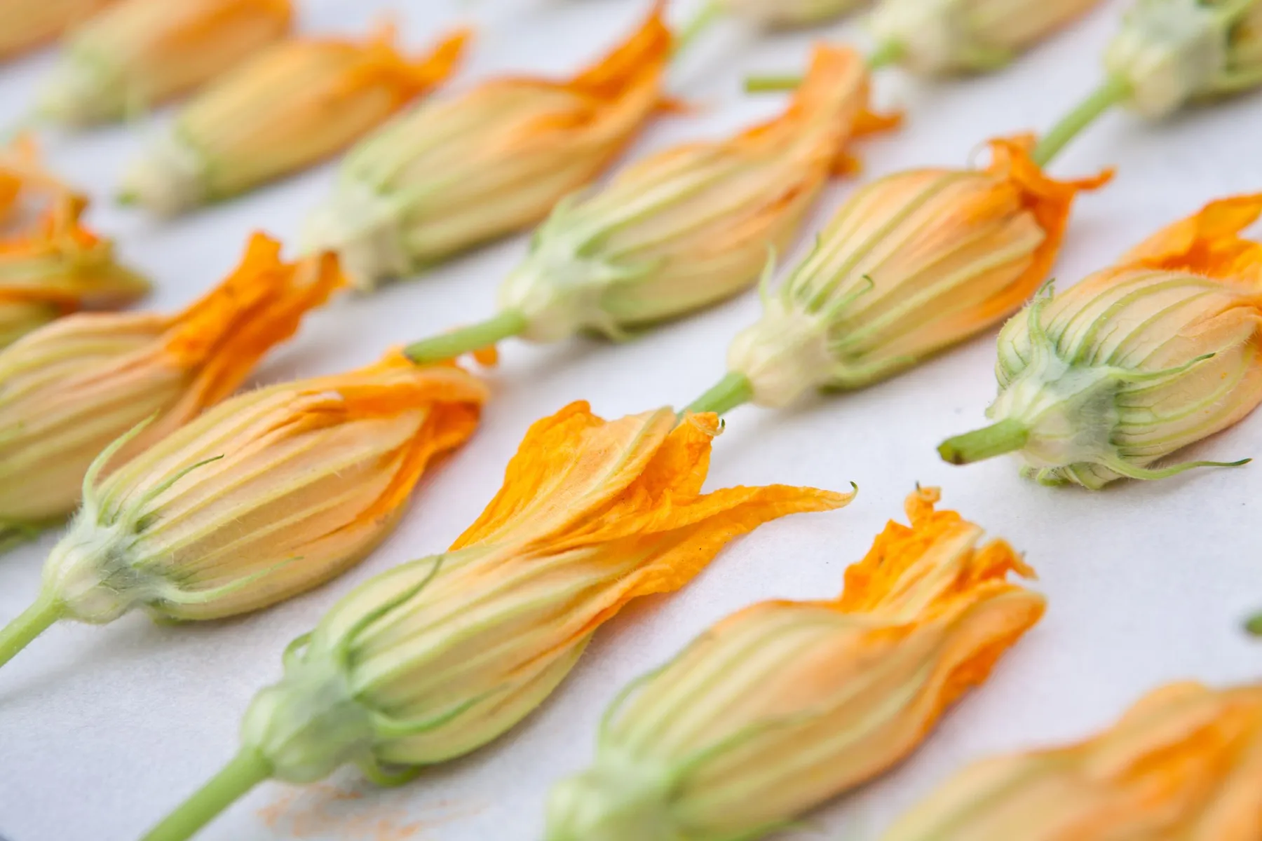 Rows of fresh zucchini blossoms on a prep table